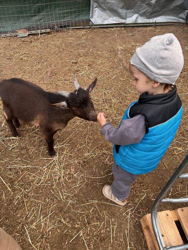 child, goat, hat, vest
